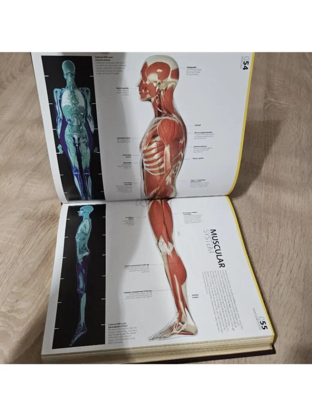 The Complete Human Body The Definitive Viual Guide By Dr Alice Roberts